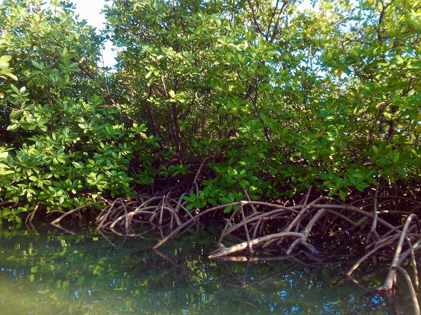Mangrove trees with arching roots over clear water