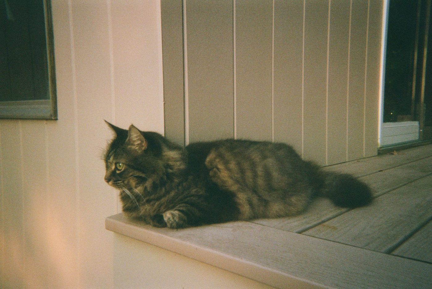 Jujubee, a fluffy tabby cat, lying on the edge of a wooden deck